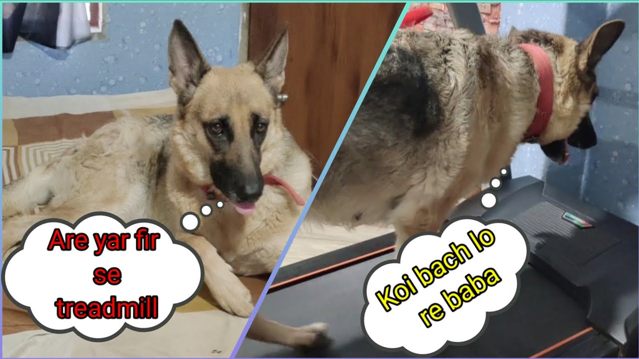 Treadmil v/s German shepherd dog like gsd treadmill YouTube