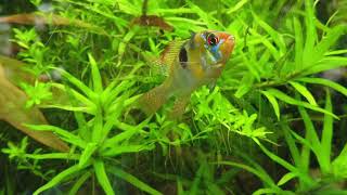 Colorful Fish Free Background Video , Free footage , No Copyrights , Animations , Stock Footage