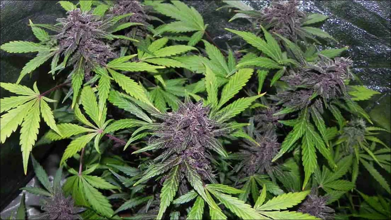 Meatholes Sativa