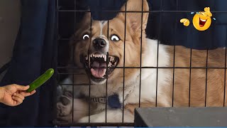 Funny Animals 2025 😂 The Funniest Cat & Dog Moments Compilation 😁.