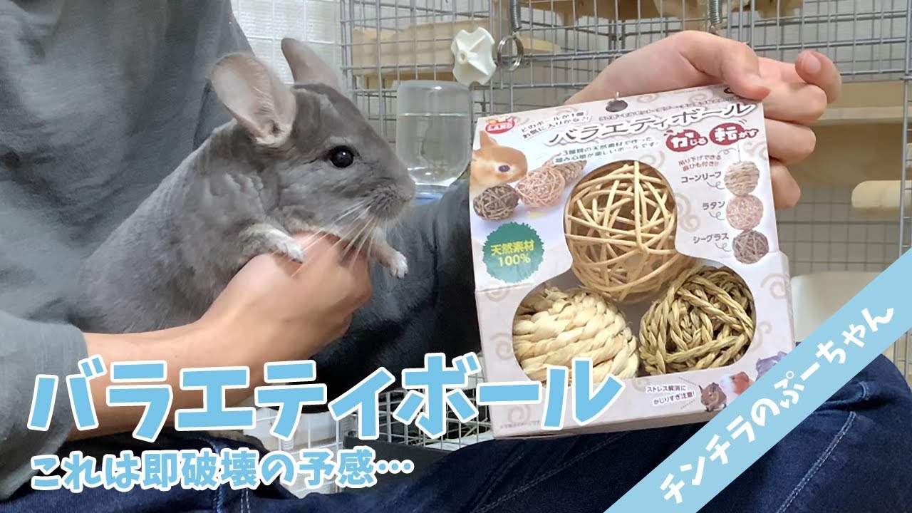 チンチラのおもちゃ 元気のないぷーちゃんに新しいおもちゃをプレゼント Funny And Cute Chinchilla Youtube