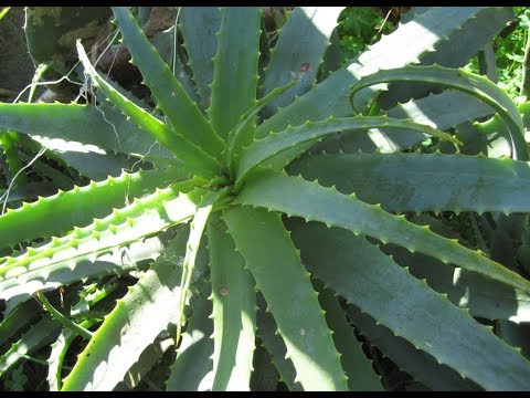 АЛОЭ Поможет Помолодеть Натуральная Маска из Алоэ