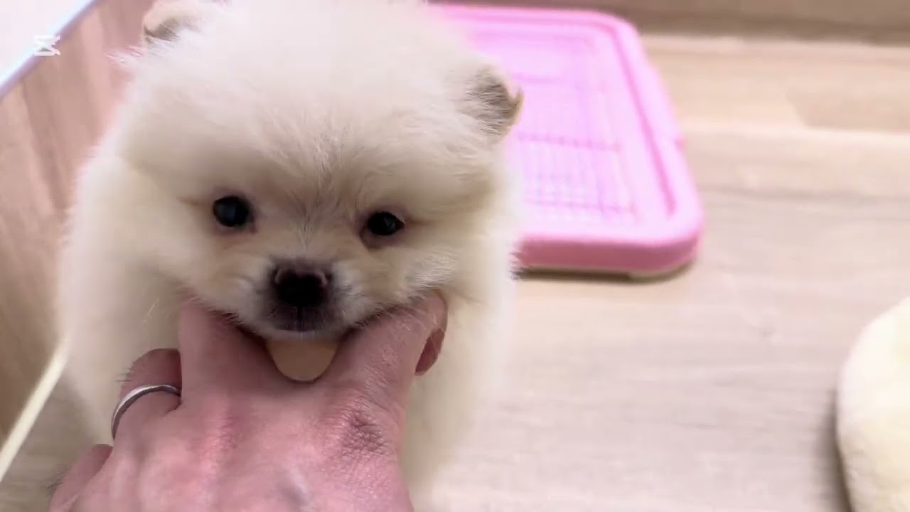 ポメラニアン特集 】5/2現在在店中のボリューム満点の癒し系！最新動画
