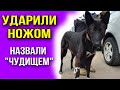 Живодер ударил собаку ножом, а таксист назвал «чудищем» , отказываясь везти в клинику