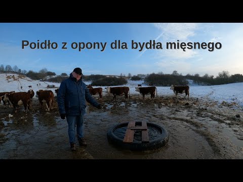 Jak zrobić poidło dla stada bydła mięsnego?