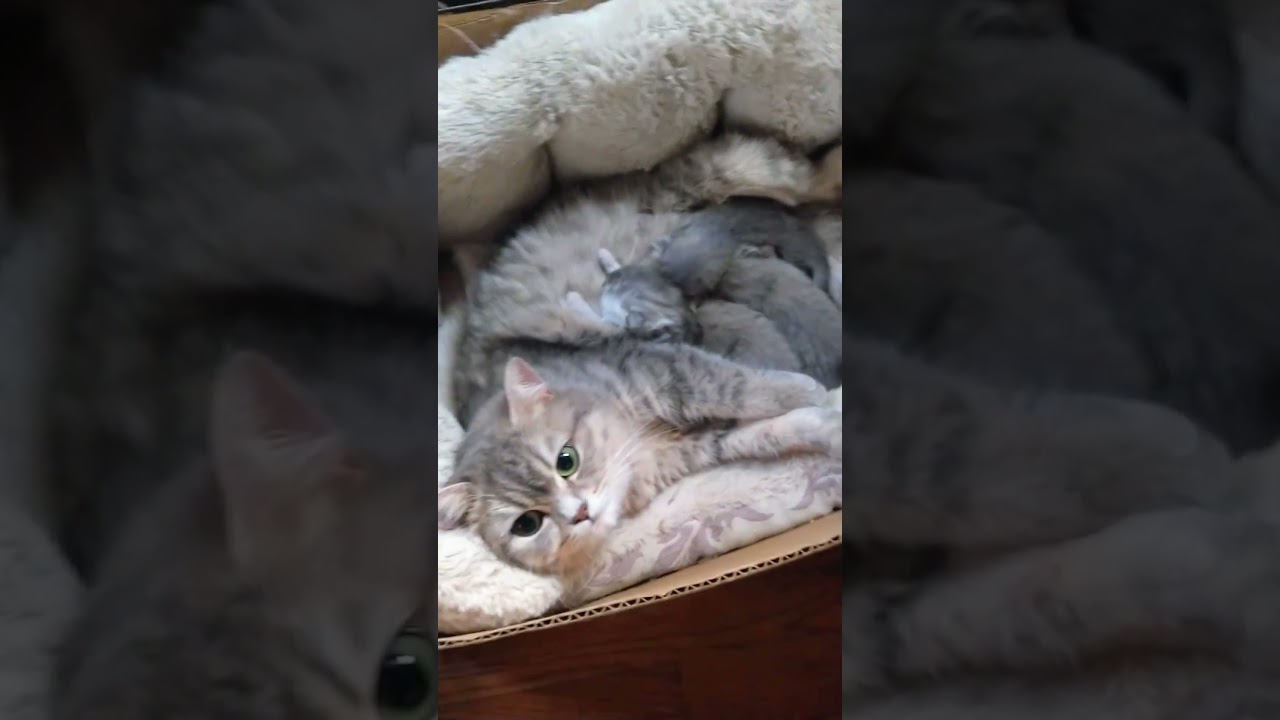 🛑OVERPROTECTIVE🛑