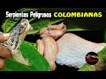 Las Serpientes mas Peligrosas de Colombia – Las serpientes mas Venenosas de Colombia