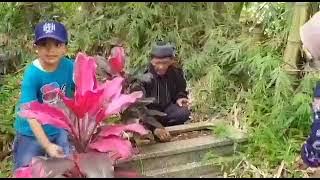 VIRAL... LAGU SUNDA hirup nyorangan #lagu #lagusunda #ajatpamor