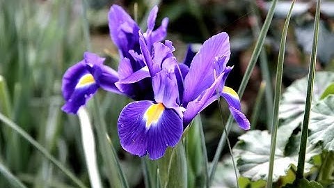 Iris Classification  Project