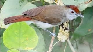 Kicauan Khas Burung Asy Besar | Rufous Crowned Babbler