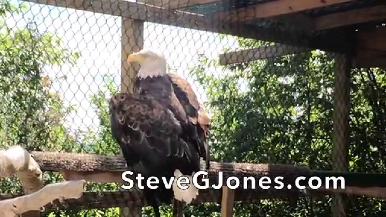 The Importance of Symbols - American Bald Eagle - Dr. Steve G. Jones