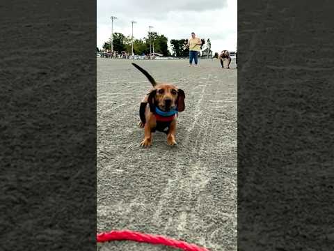 Meet Chester, Nova Scotia&#39;s fastest wiener dog