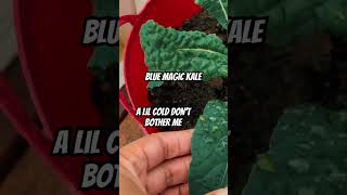 Blue Magic Kale