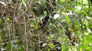 Yellow-Rumped Cacique Cacicus Cela Cela Singing, French Guiana