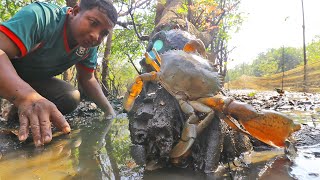 Finding a lot Crab then Catch by hand In the Flooded Forest Sea