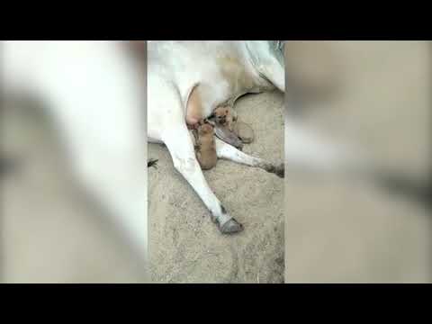 ძროხამ 4 ობოლი ლეკვი იშვილა