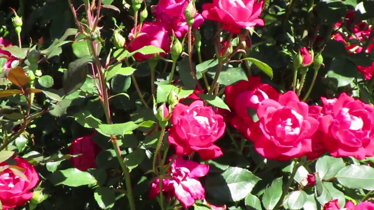 Growing Knockout Roses. YouTube