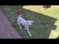 Video of adoptable pet named Elsa and Maria