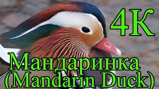 Мандаринка 4К Mandarin Duck