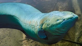 BIG & DEADLY ELECTRIC EELS - Amazon River Monsters