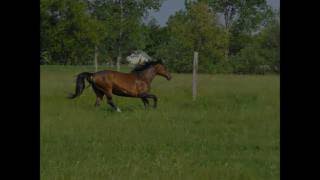 Canter with Rika