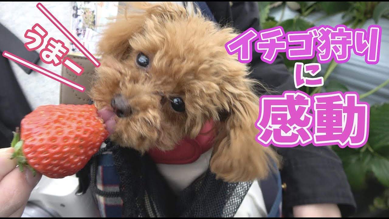 トイプードルの子犬と行く いちご狩り おいしい苺に愛犬も大満足 Youtube