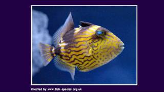 Marine Fish - Tropical Fish Species