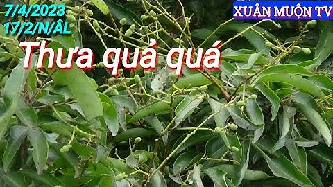 thăm lại vườn vải lai u thời điểm quả non    cũng là thời điểm nhiều bọ xít đang nở gay hại