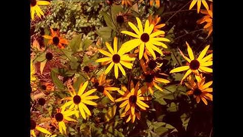 Experimenting with music