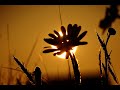 Happy mayweed sea (Szczęśliwa maruna nadmorska)