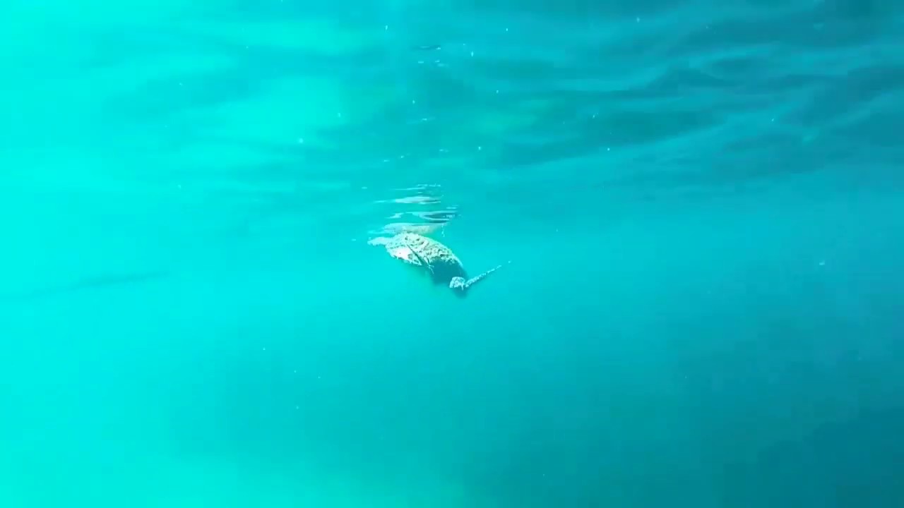 SEA TURTLE ENCOUNTER! PORT BARTON, PALAWAN 2020.
