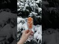 ❄️🍊❄️🍊❄️