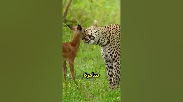 "فهد vs. غزال: من فريسة إلى صداقة لا تُصدق!" 🐆🦌🔥
