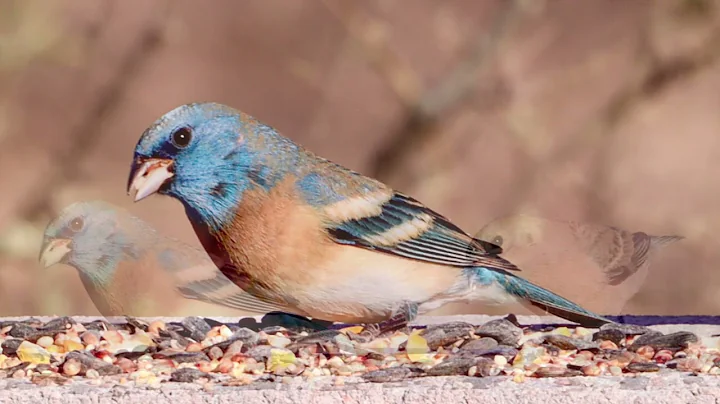 Lazuli Bunting In All His Glory