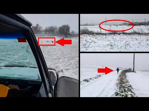 Suben a TikTok un vídeo furtiveando liebres con galgos desde el coche y sobre la nieve