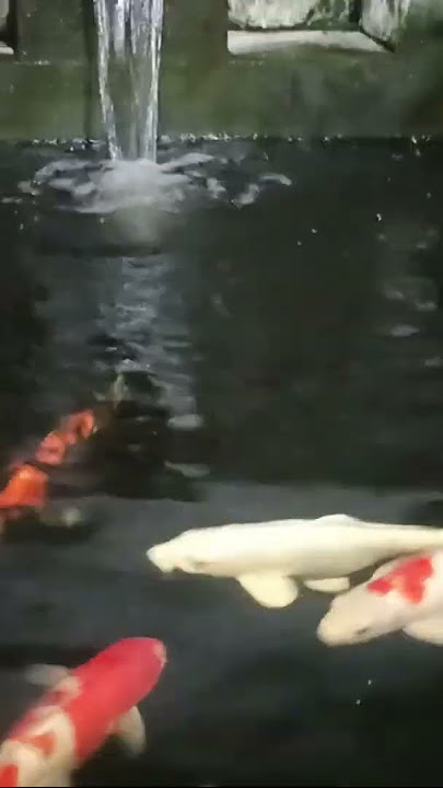 Kang_Djimin Channel : Ikan Dalam Kolam #fypシ゚viral #koifish