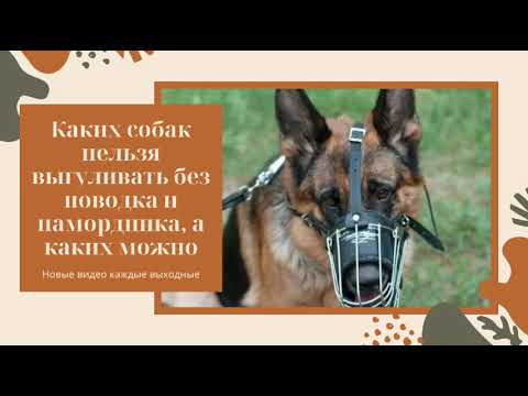 Каких собак ❗НЕЛЬЗЯ❗ выгуливать без поводка и намордника, а каких ✔️МОЖНО✔️