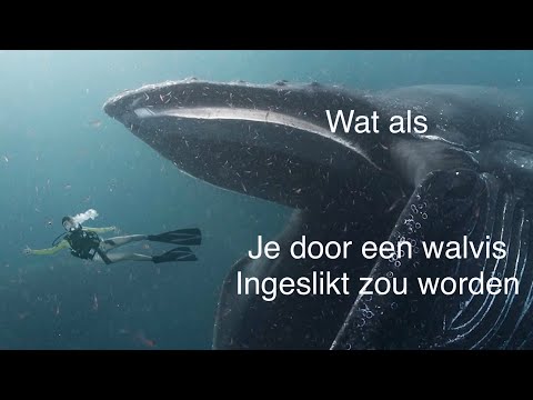 Video: Waarom Walvisse Weggegooi Word