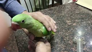 Hand feeding My Alexander Parrot Baby 4 Month Old || Raw Parrot Baby