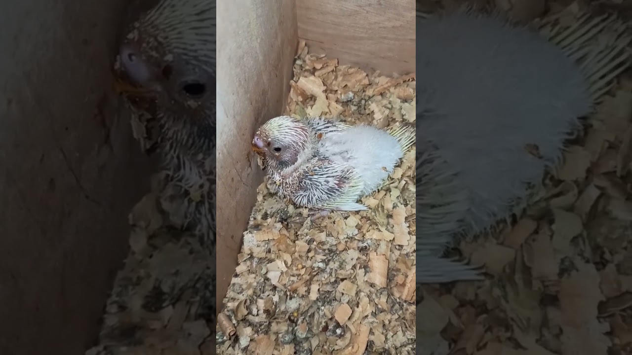 Птенцу 19 дней 23.10.24 