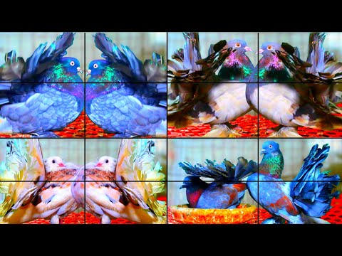 🅽🅴🆆 Beautiful fantail Pigeons In The World 👁️🌈👁️ Amazing fancy pigeon breed