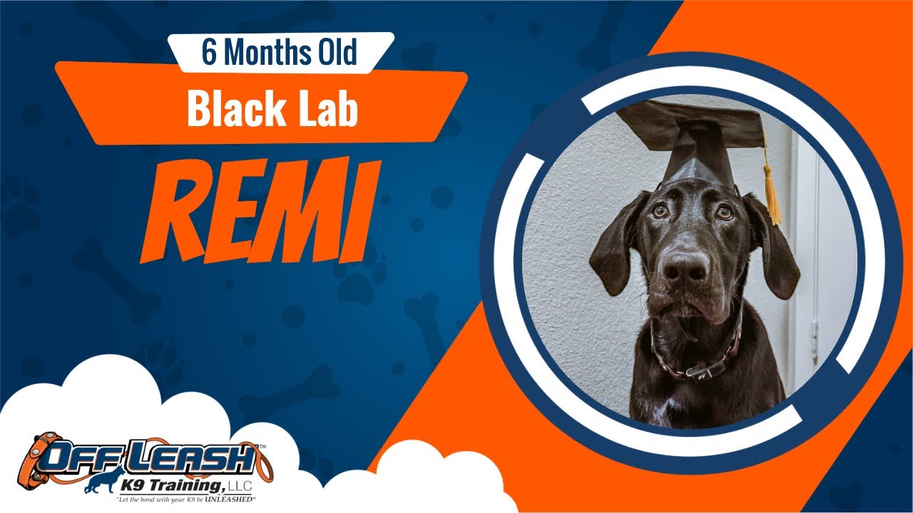Black Lab | 6mon old | Remi | Best Dog Trainers Northwest Arkansas | Off Leash K9
