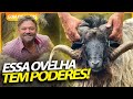 CRIOULA, A OVELHA SELVAGEM! | RICHARD RASMUSSEN