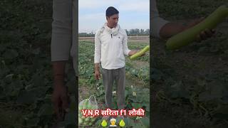 V,N,R सरिता f1 #लौकी #खेतीकिसानी🍐👳🌿 #agriculture #desi #sorts #video 🍐👳🍆👳🍐