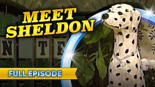 The Ceramic Dog Who Became Legendary | Wheel of Fortune screenshot 3