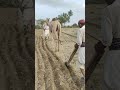 من حرث الأرض إلى نقل المحاصيل مهام الجمل في الزراعة من حرث الأرض إلى نقل المحاصيل مهام الجمل في الزراعة