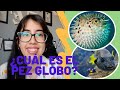 Diferencias entre Pez globo y Pez erizo