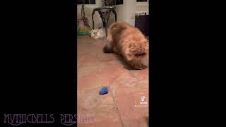 22 10 29 Persian Kittens Bug and Maisie, get a Dressing Down by Mythicbells 888 views 1 year ago 1 minute, 15 seconds