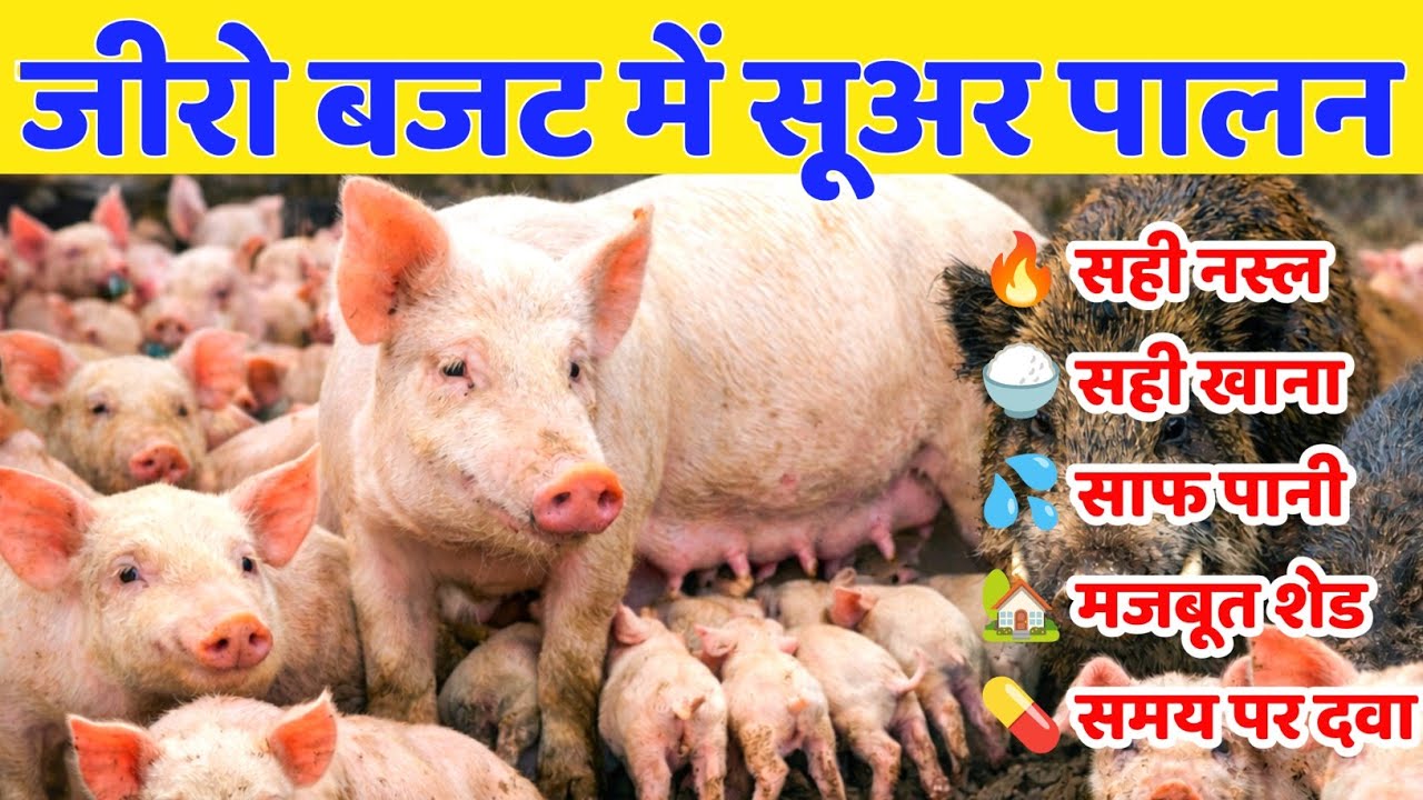 सूअर पालन कैसे करें | Suar Palan Business | Pig Farming in India | Low Cost Pig Farming Profit Guide