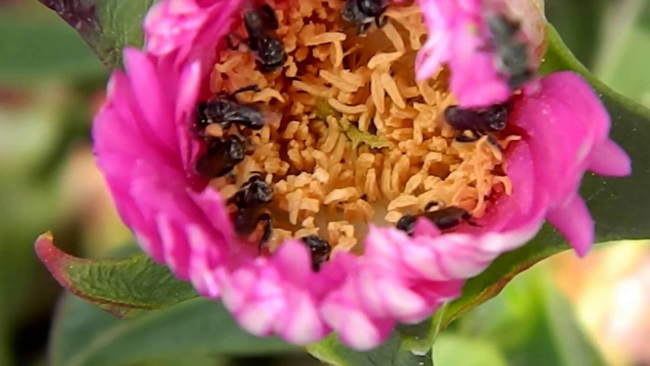 Native Bees on Pigface